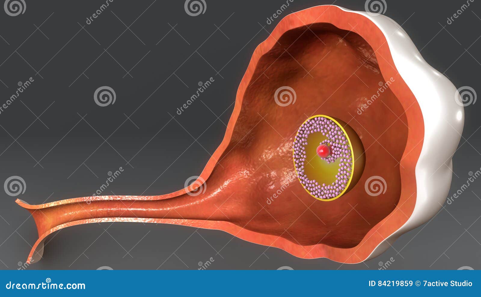 Ovary Anatomy stock illustration. Illustration of organs - 84219859