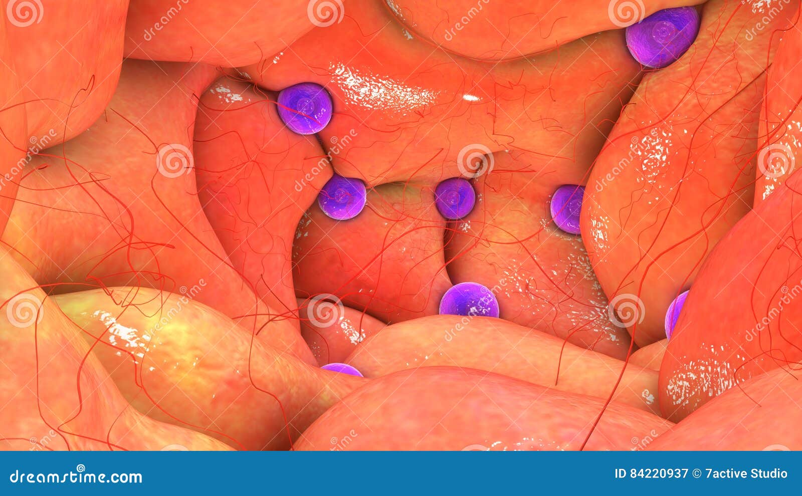 Ovary Anatomy stock image. Image of physiology, reproduction - 84220937