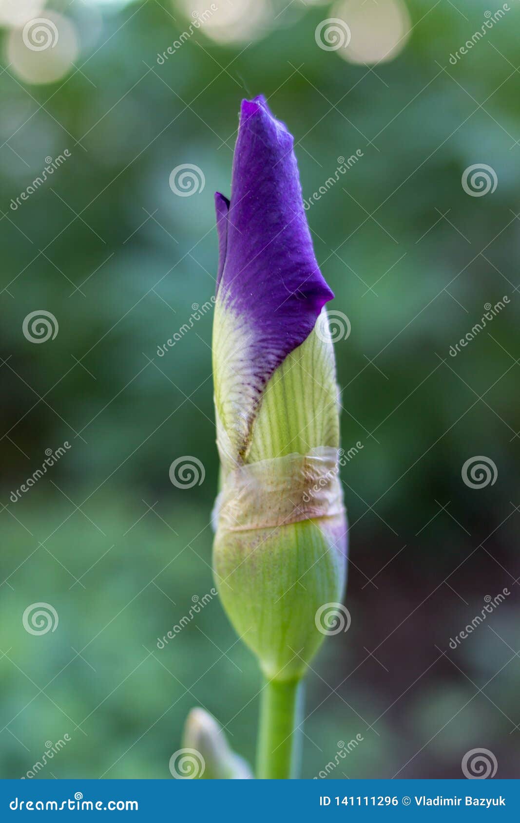 Ovary Flower Iris,kidney Flower Iris Dissolves Flower Stock Photo ...