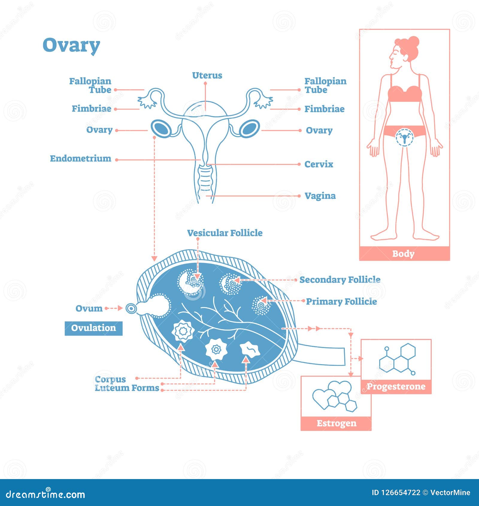 [DIAGRAM] Labeled Diagram Uterus Ovary - MYDIAGRAM.ONLINE