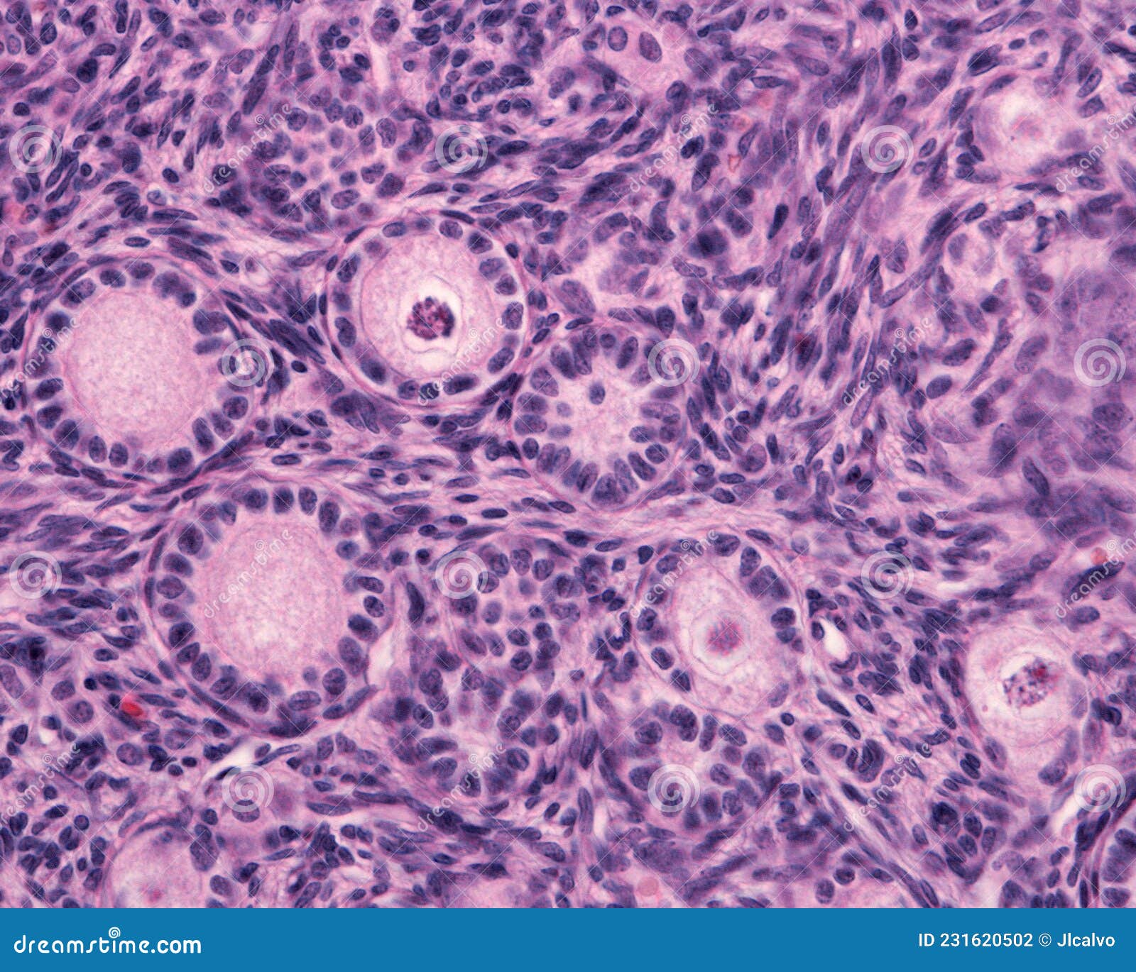 ovary. primary follicle