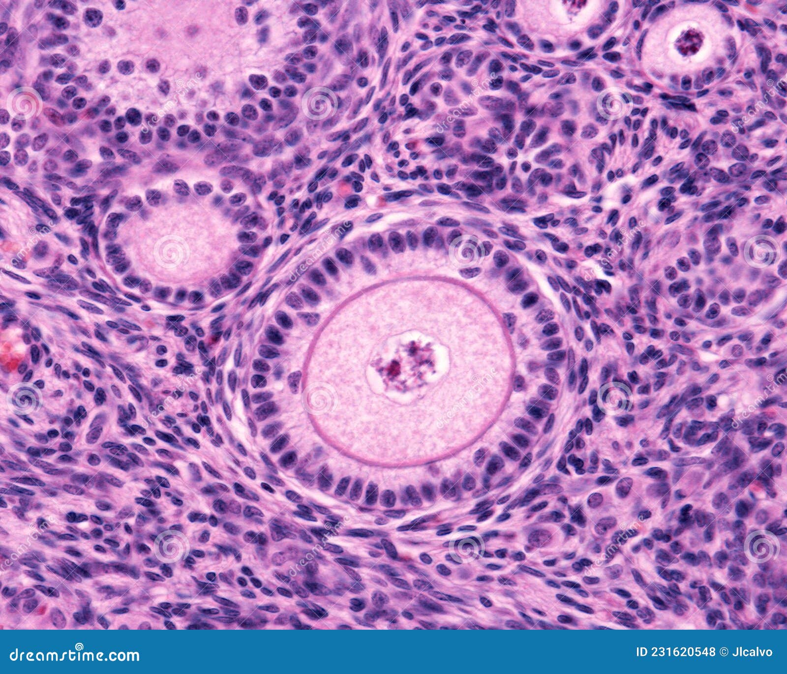 ovary. primary follicle