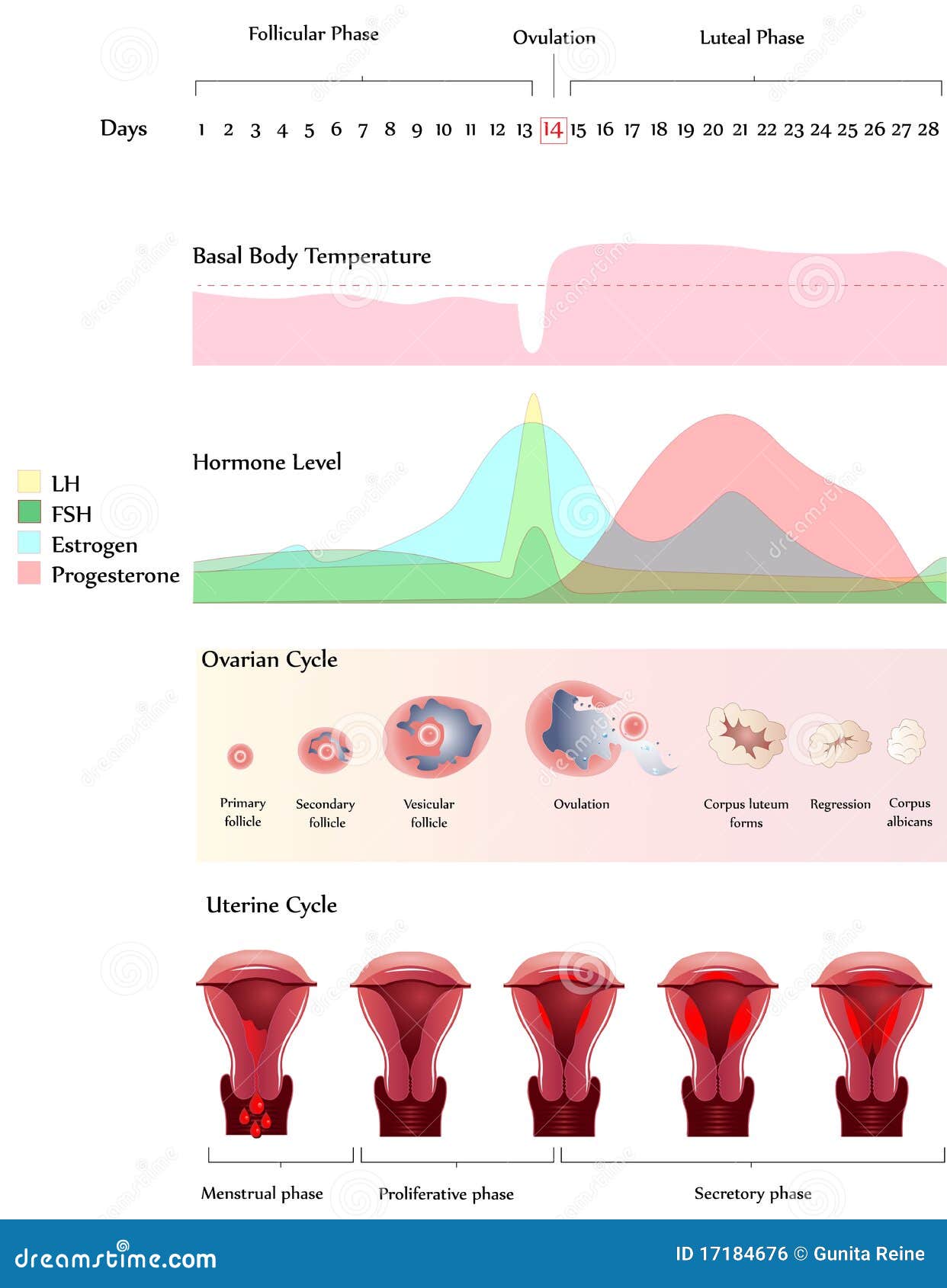 ovary and uterine cycle