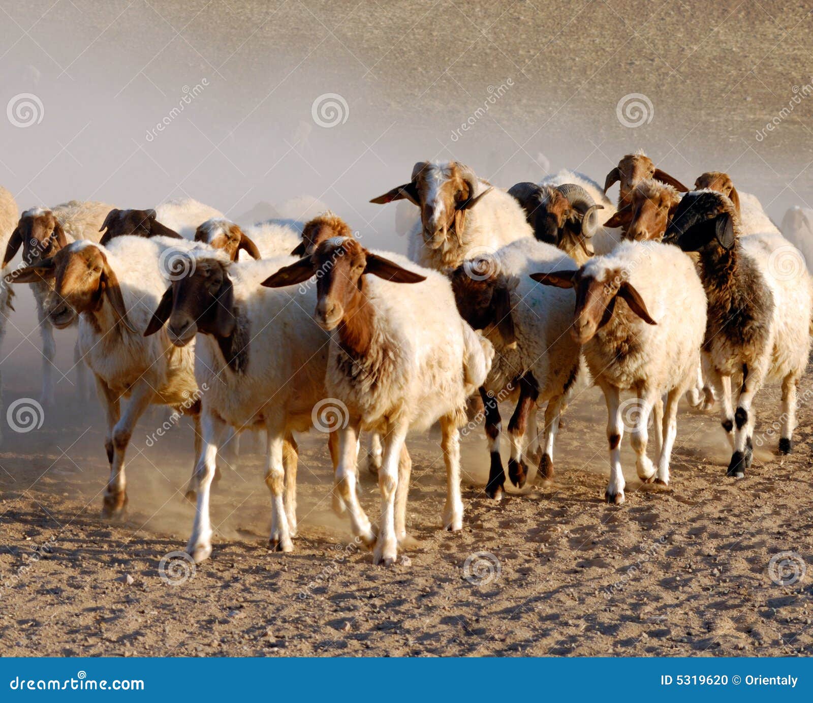 Multitud de las ovejas que pastan en el desierto