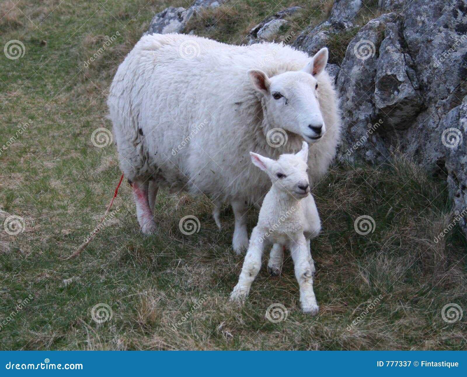 Ovejas Con El Cordero Recién Nacido Imagen de archivo - Imagen de ...