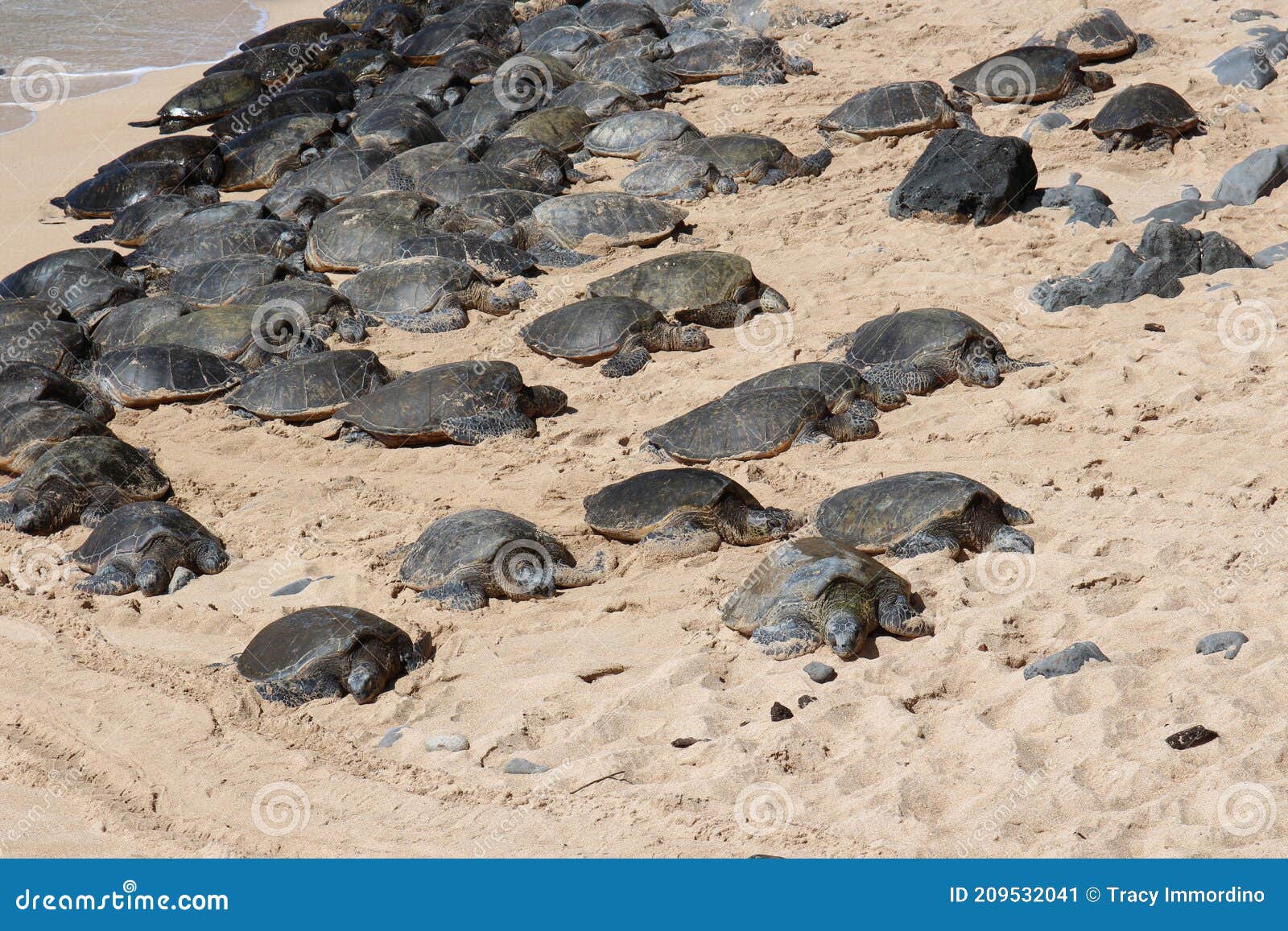 Over Seventy Endangered Green Sea Turtle Lying in the Sand at Ho`okipa 
