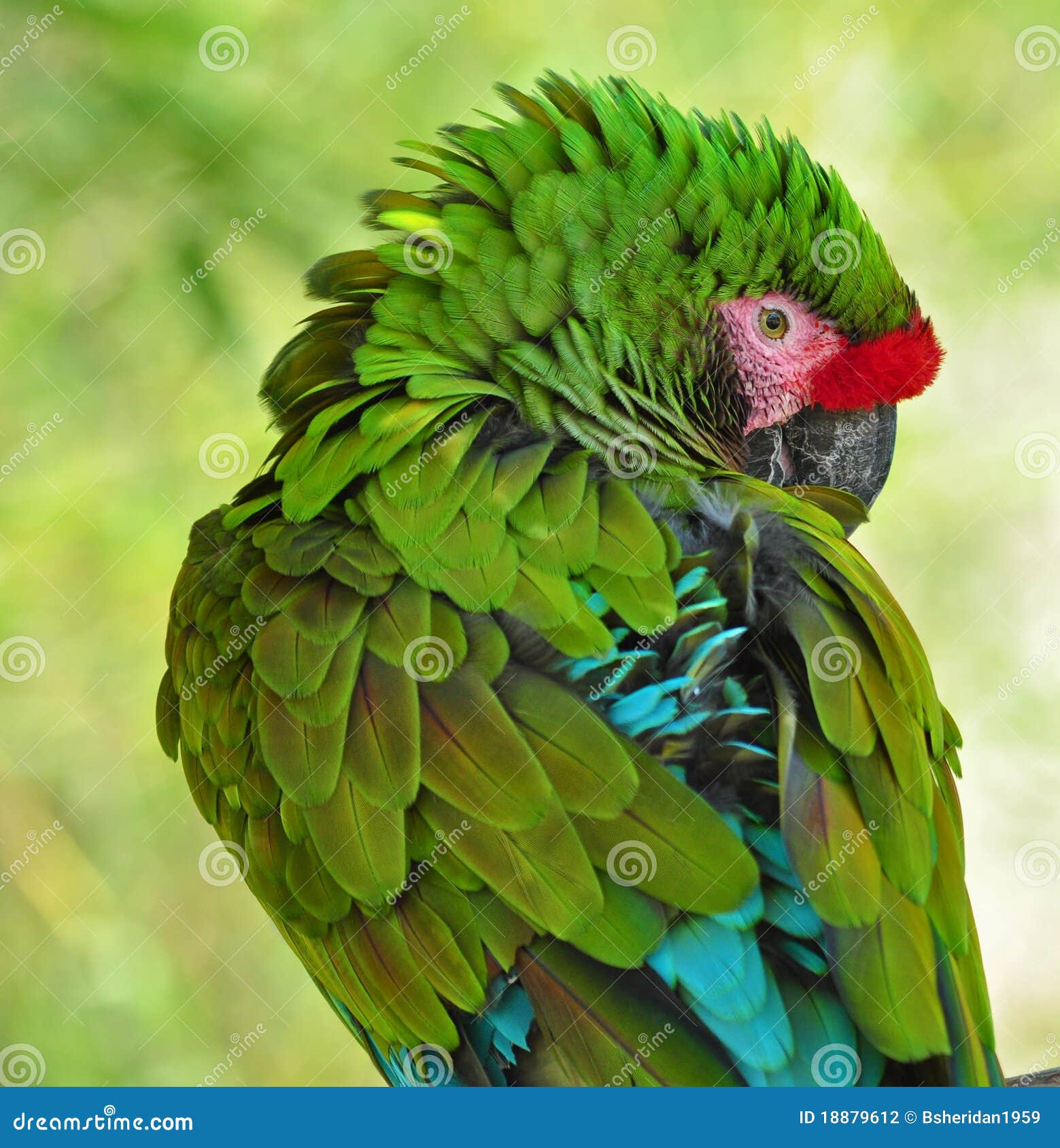 Over the Shoulder Glance stock photo. Image of colorful 18879612