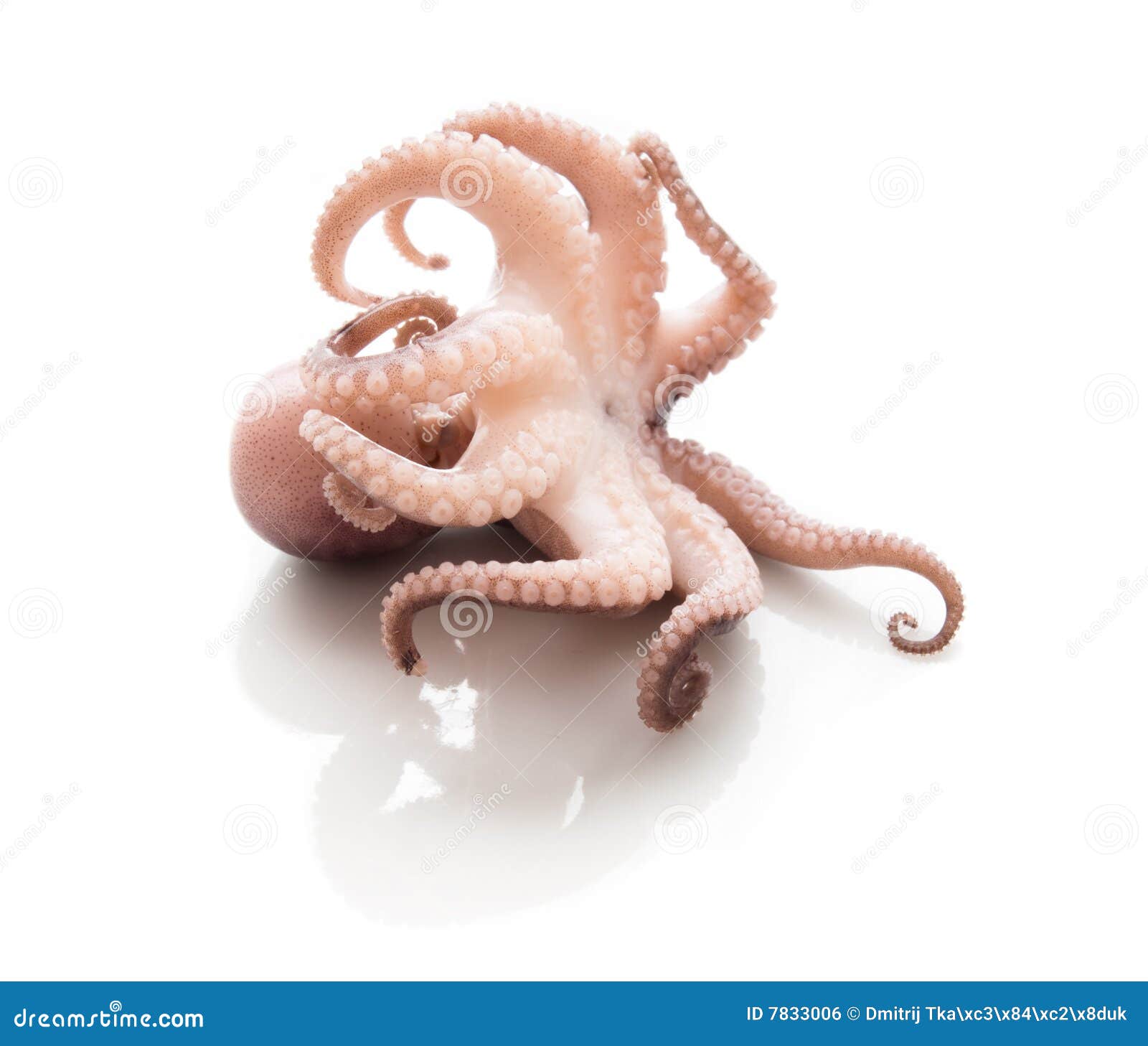 over a small octopus