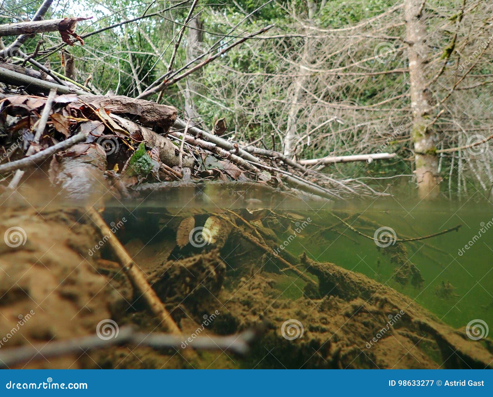 over- and underwater view of a beaver building