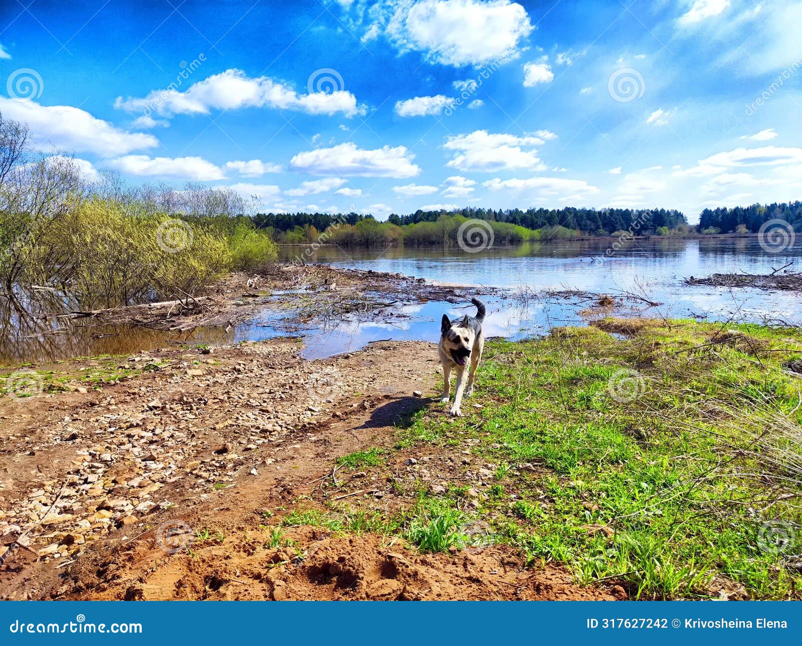 overflowing river leads to local flooding amidst spring greenery. springtime flood waters overrunning riverbanks