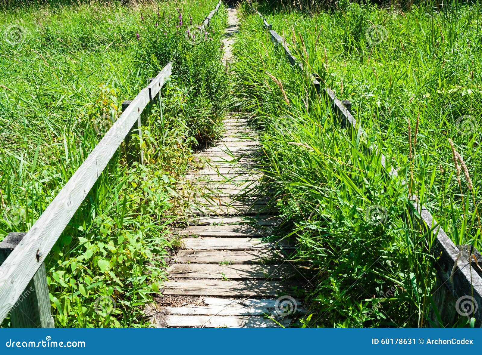 Overgrown Long Wooden Boardwalk Stock Image Image Of Bushes Pathway