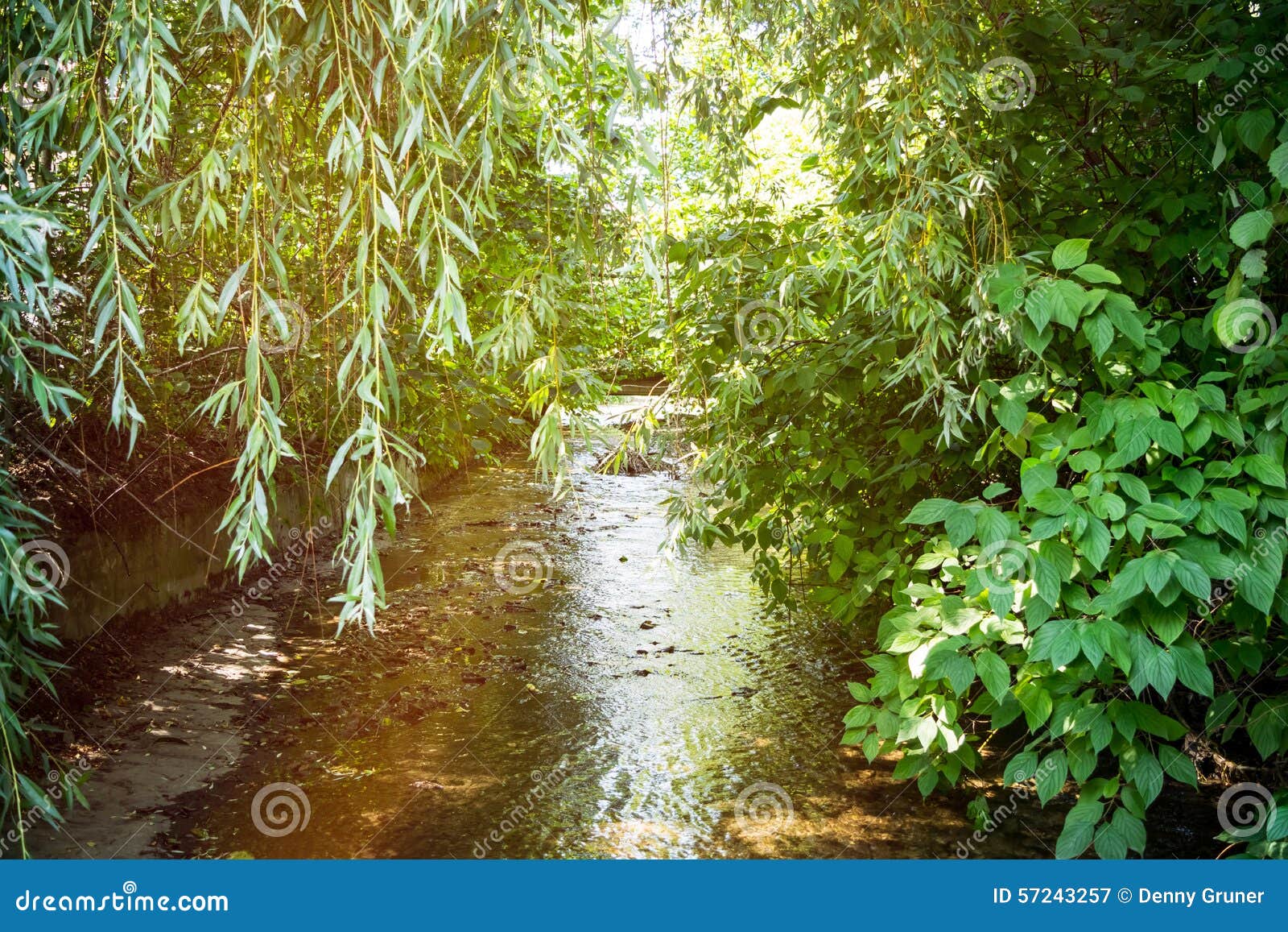Overgrown river stock image. Image of sunny, reflection - 57243257