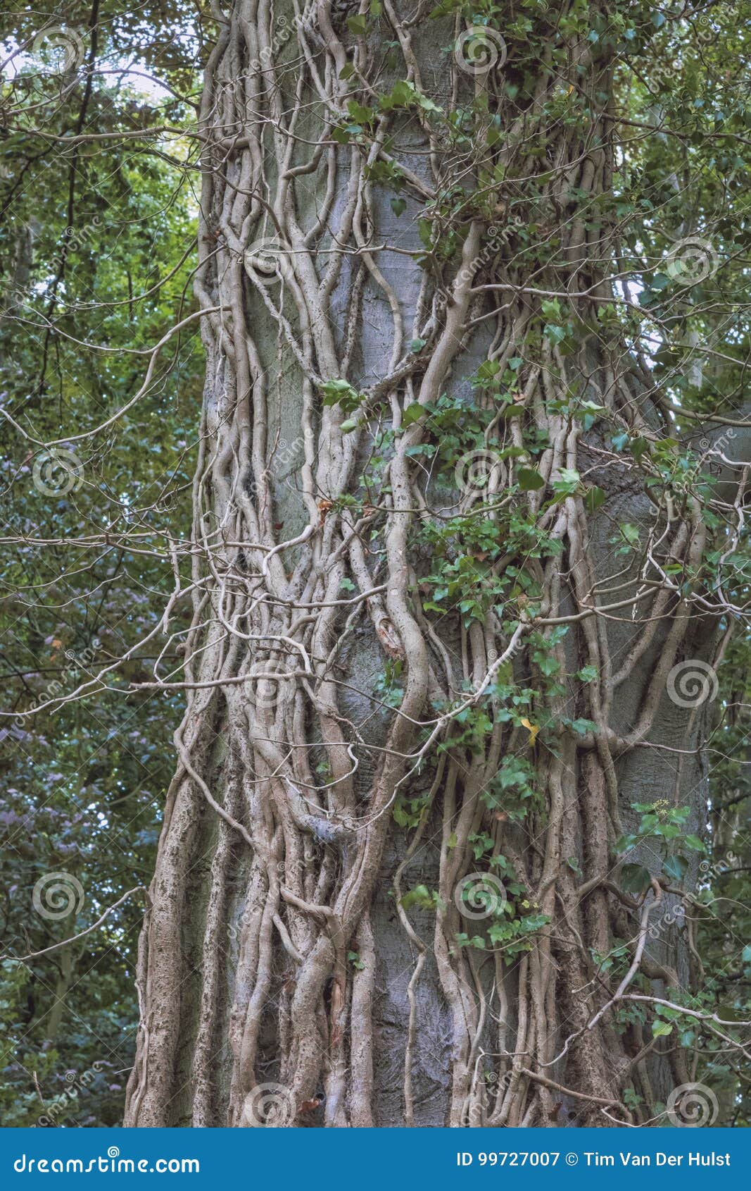 Overgrown treetrunk stock image. Image of tree, vines 99727007