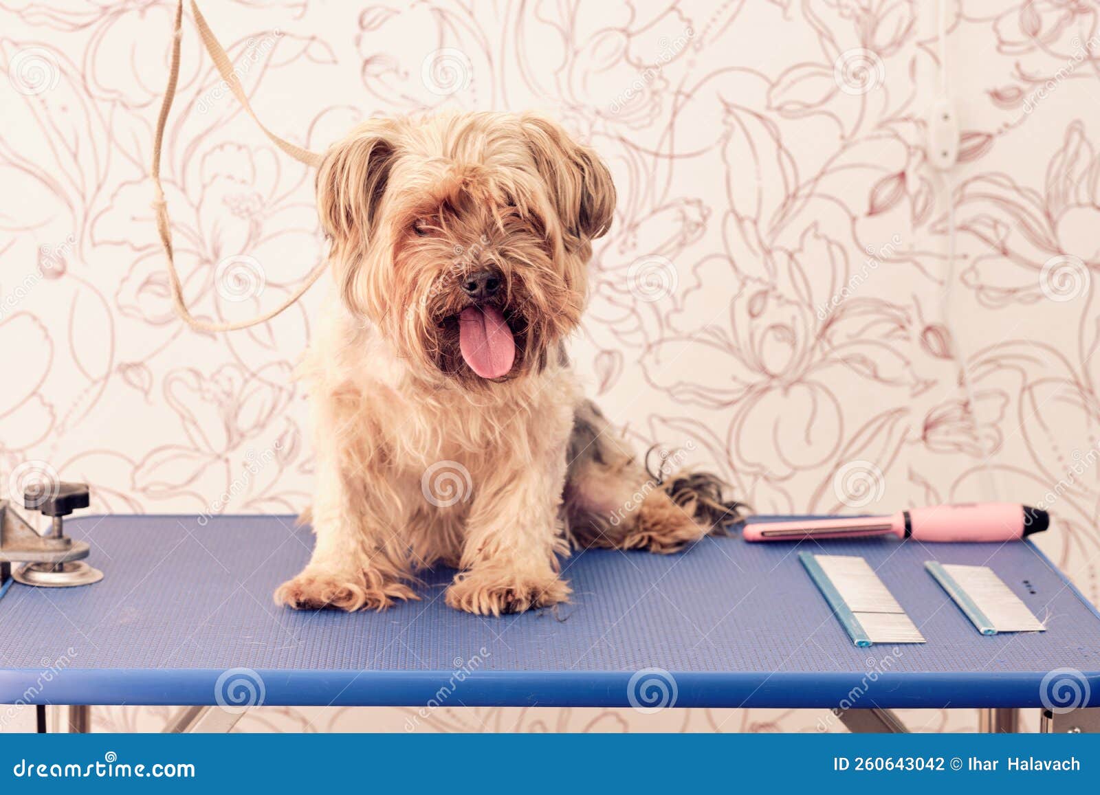 An Overgrown Yorkshire Terrier on a Grooming Table with Dog Grooming