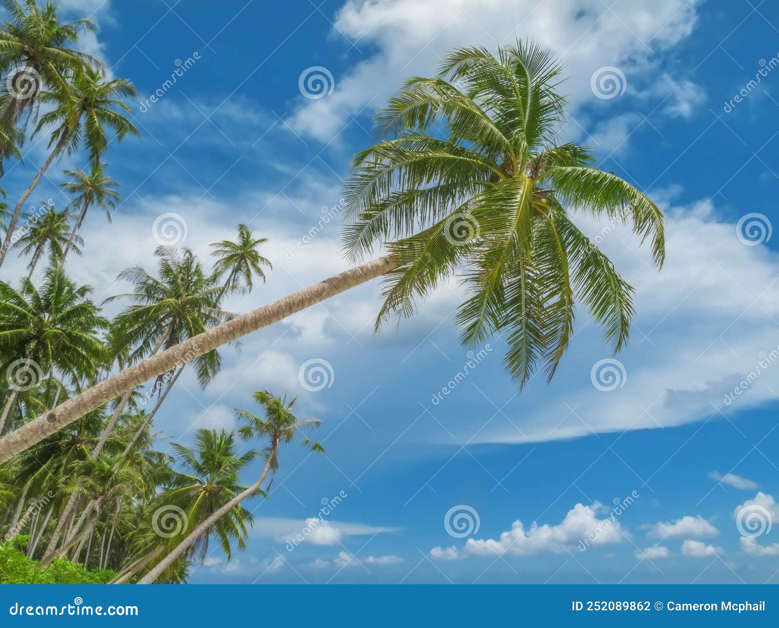 Overhanging Palm Tree and Blue Sky Stock Photo - Image of overhead ...