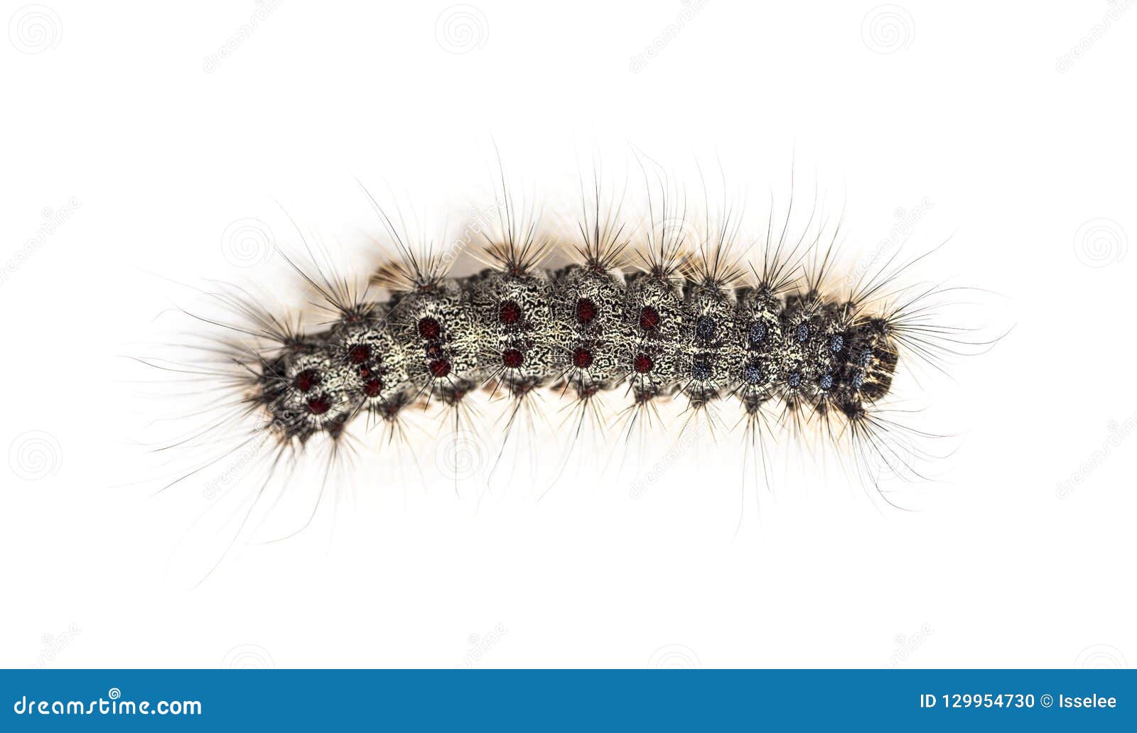 overhead view of the caterpillar of a lymantria dispar