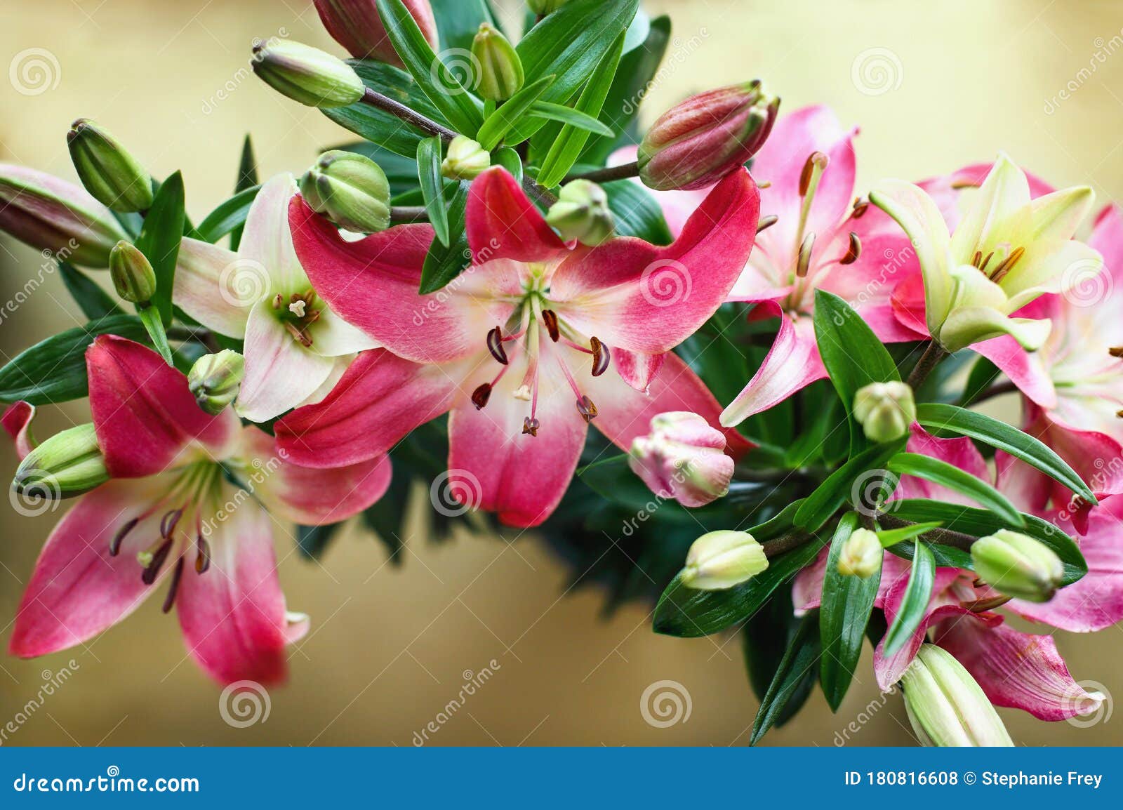 Overhead View of Dark Pink and White Asiatic Lilies Stock Photo - Image of  gold, live: 180816608