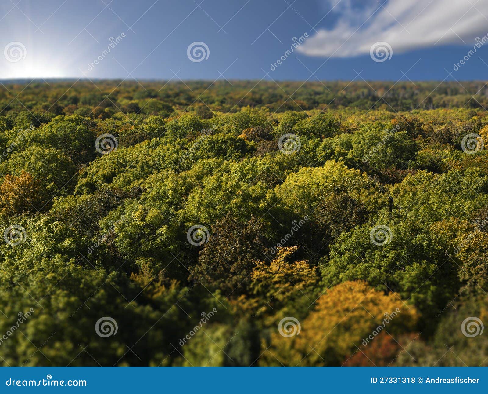 overhead view of dense forest