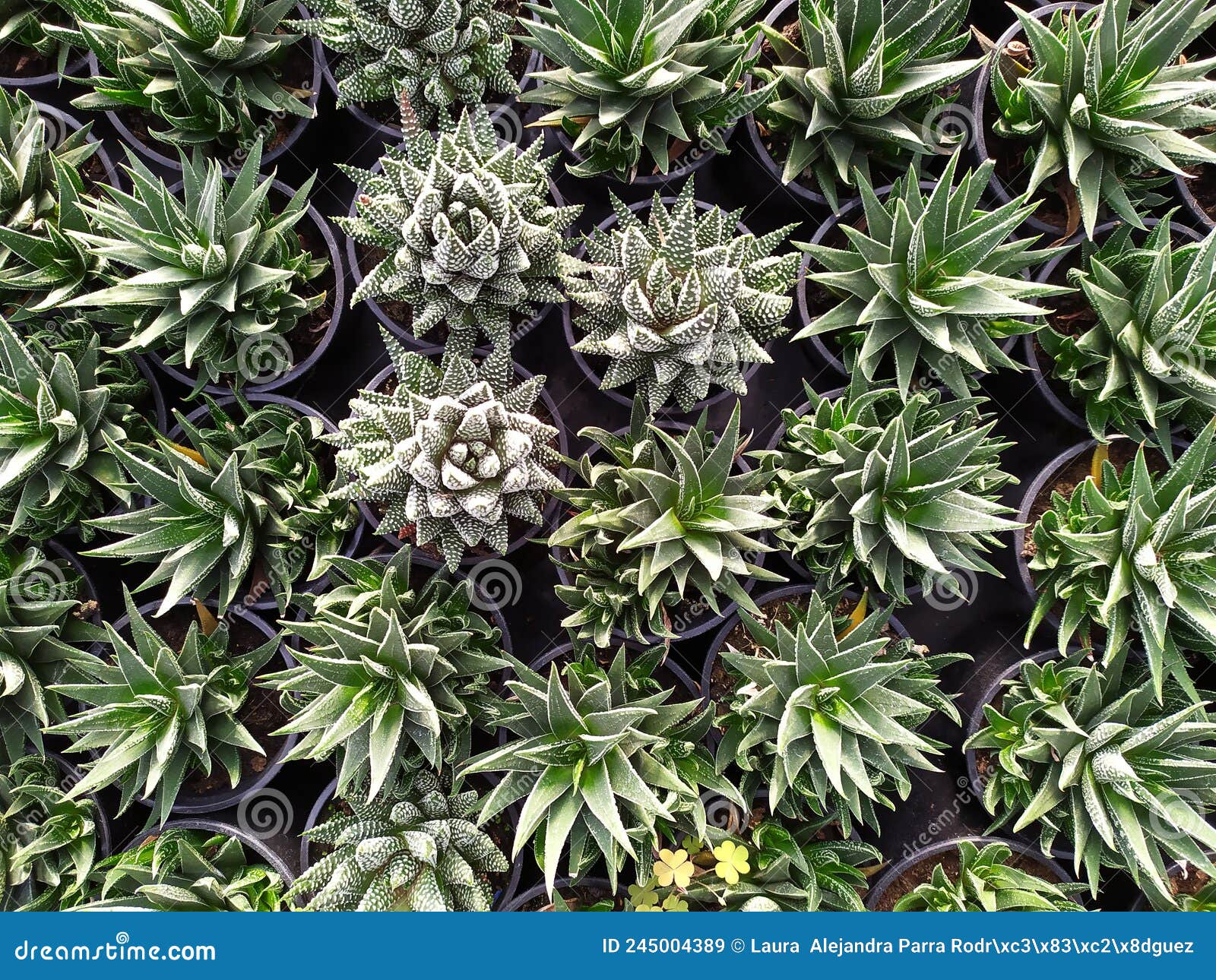 echeveria elegans cactus in their pots. mirada cenital de varios cactus en sus macetas