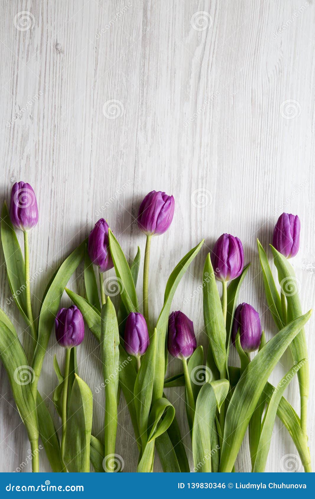 Overhead View, Purple Tulips on White Wooden Background. Flat Lay ...