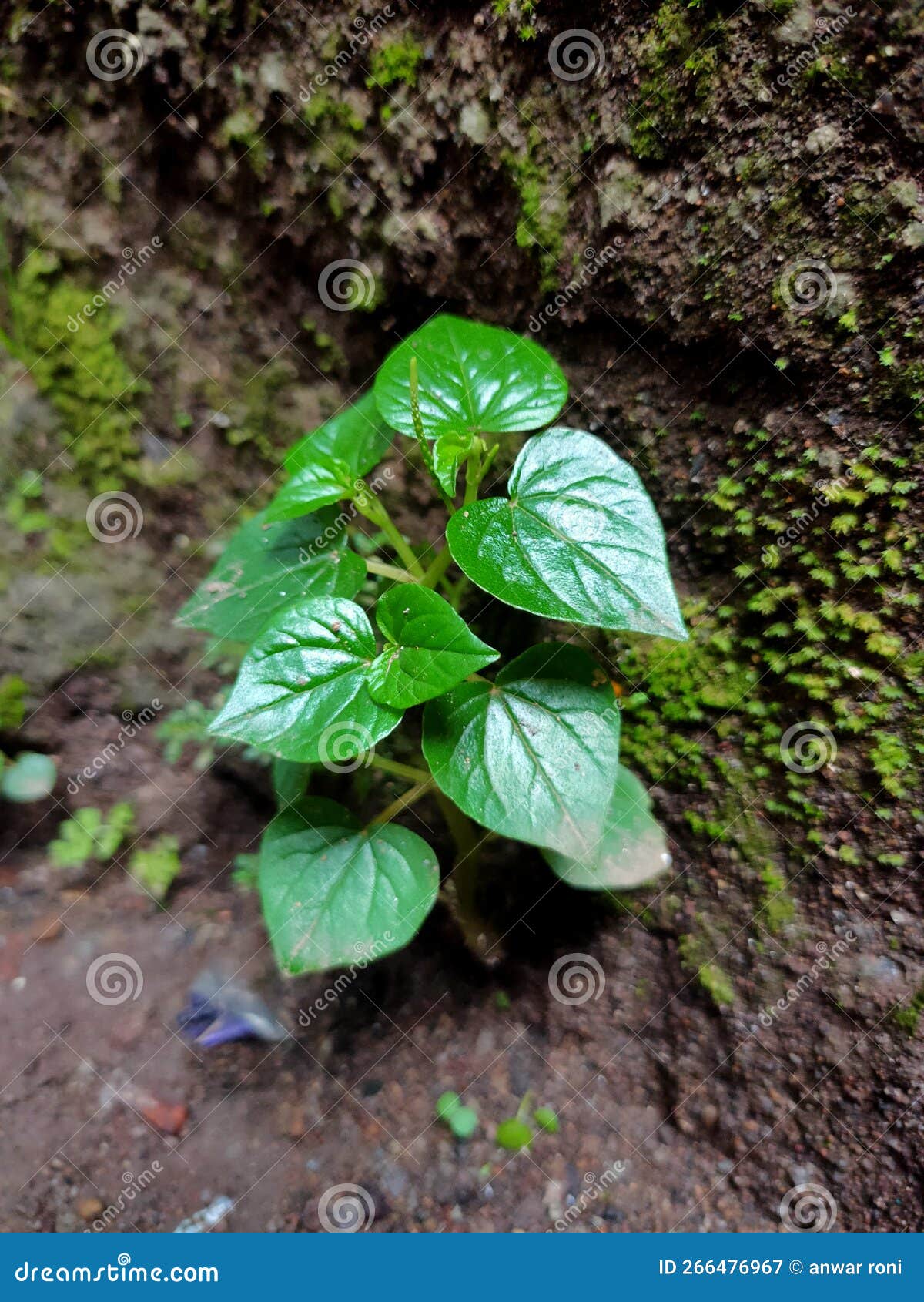 Overlapping Water Plants Growing on the Wall Stock Image Image of produce, green 266476967