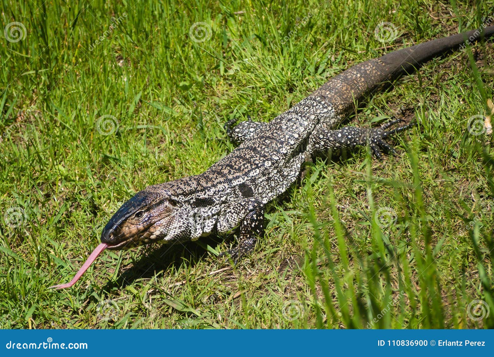 overo lizard or common lizard in uruguay