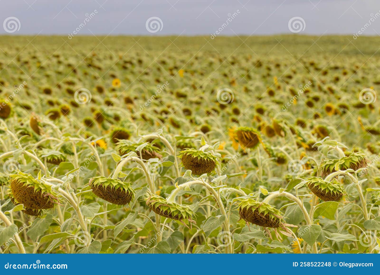 An Overripe Sunflower with a Drooping Flower Grows in a Field Stock