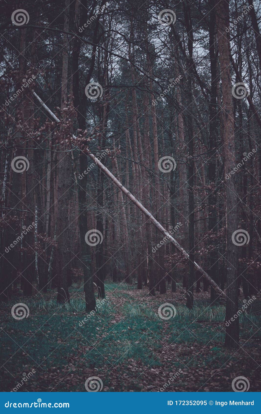 overthrown slim tree in a forest hanging on other trees