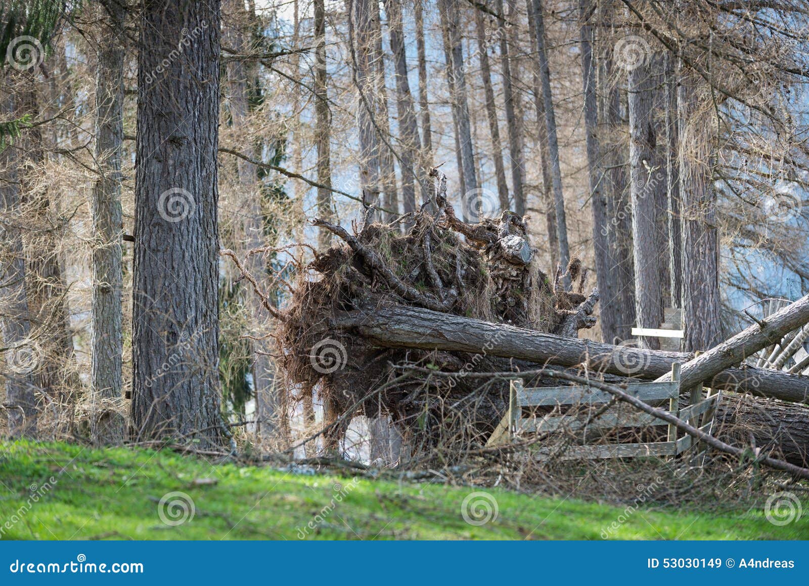overthrown tree with roots