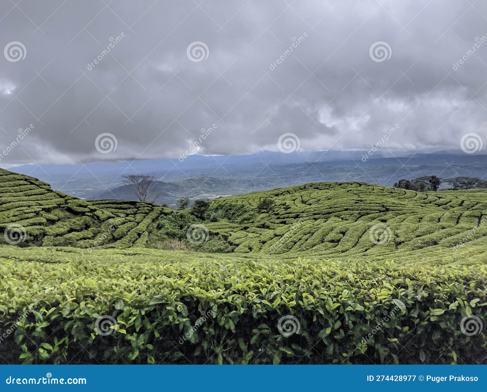 overview of tea gardens pagar alam south sumatera