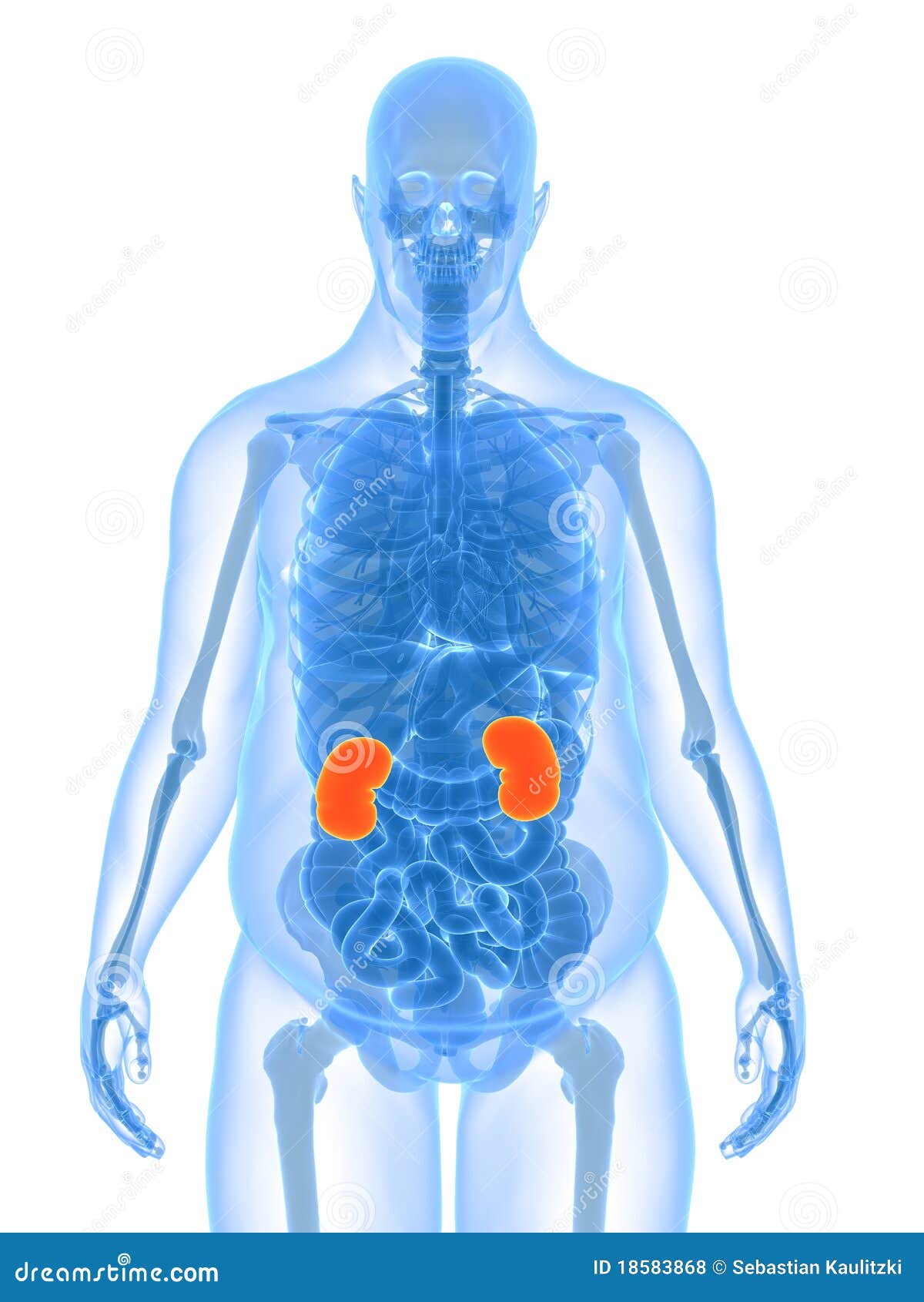 Overweight Male Anatomy - Kidney Stock Illustration - Illustration of