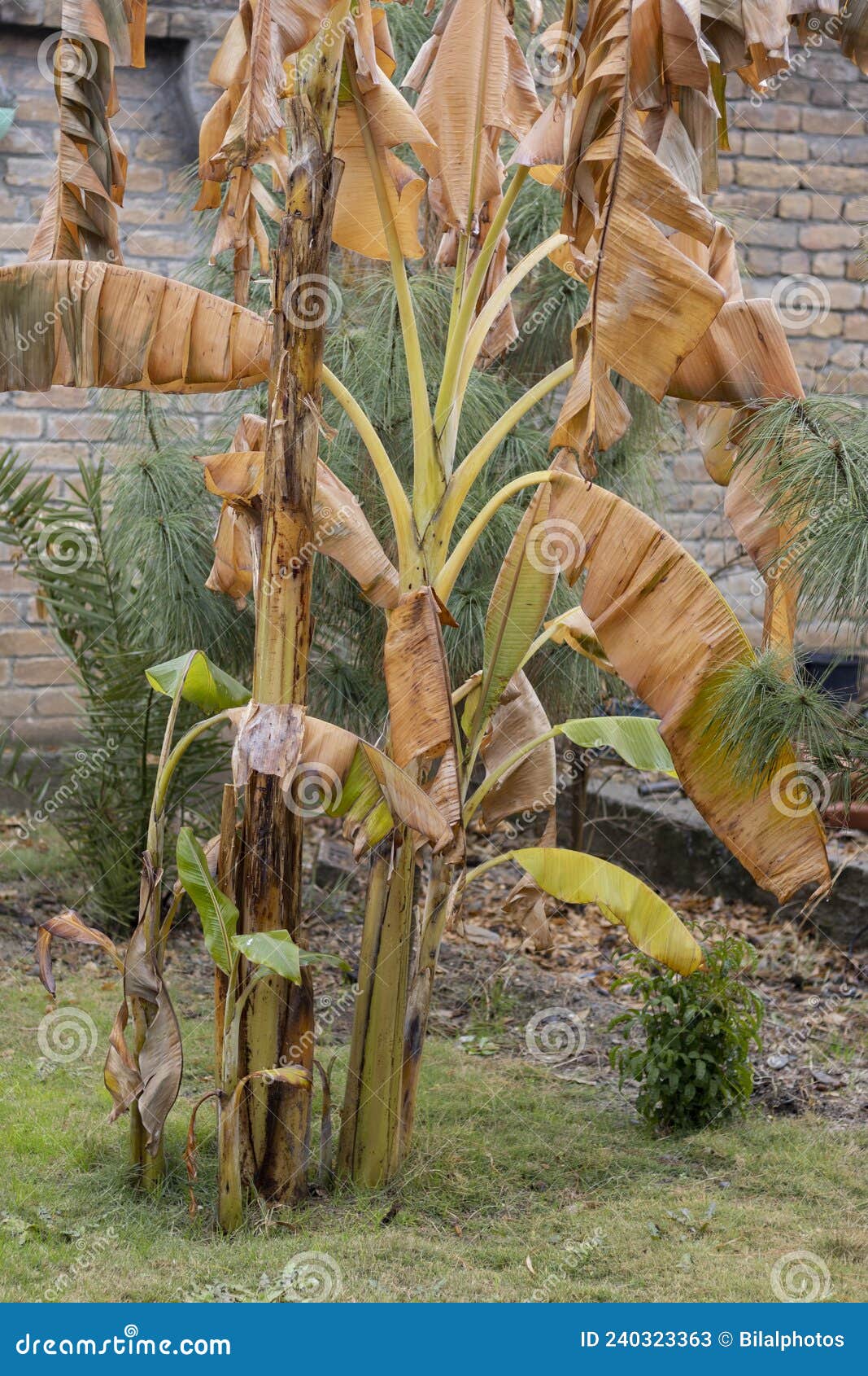 Overwinter Banana Plants in Cold Temperature Stock Image Image of