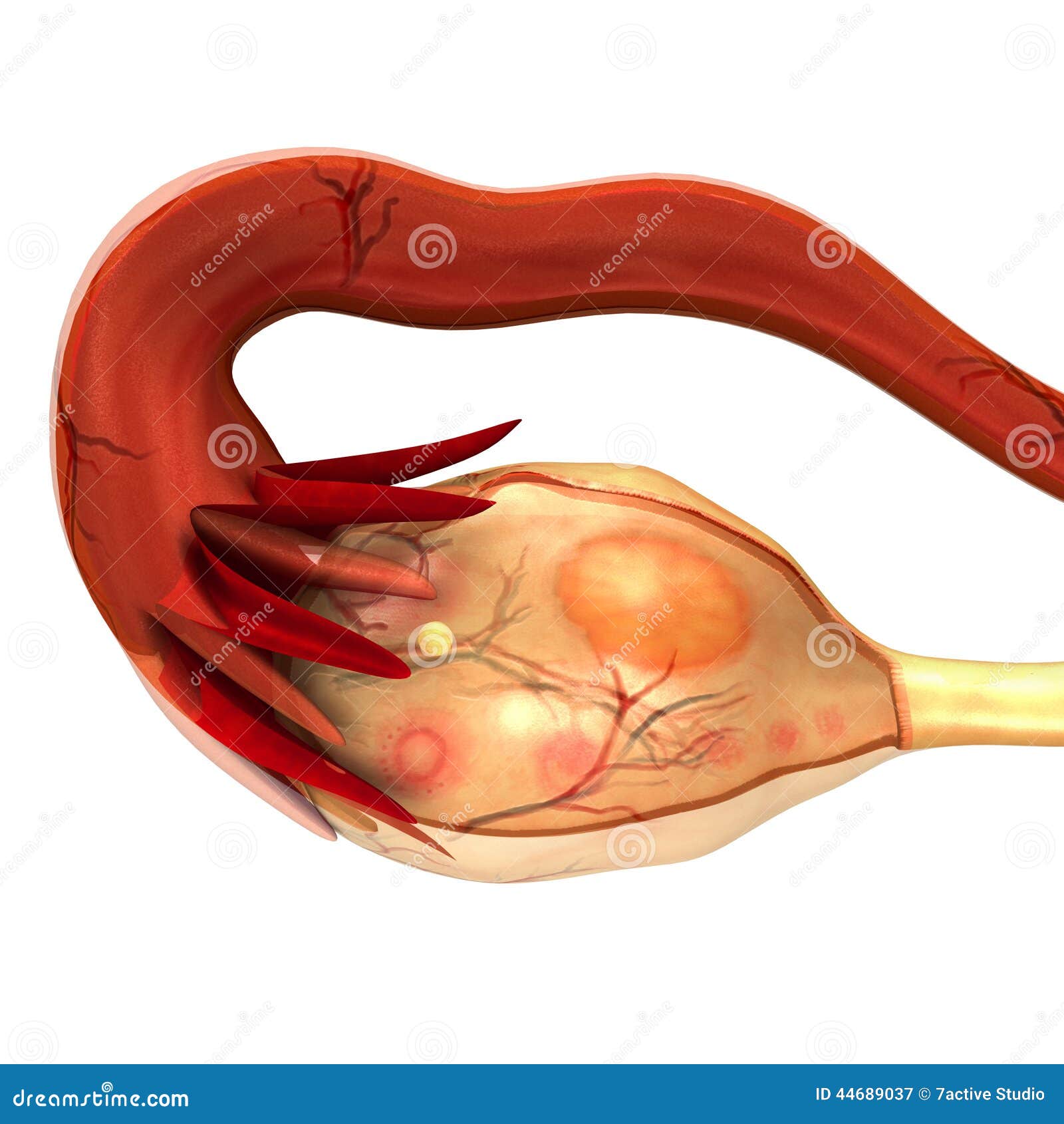 overy-ovary-latin-ovarium-literally-egg-