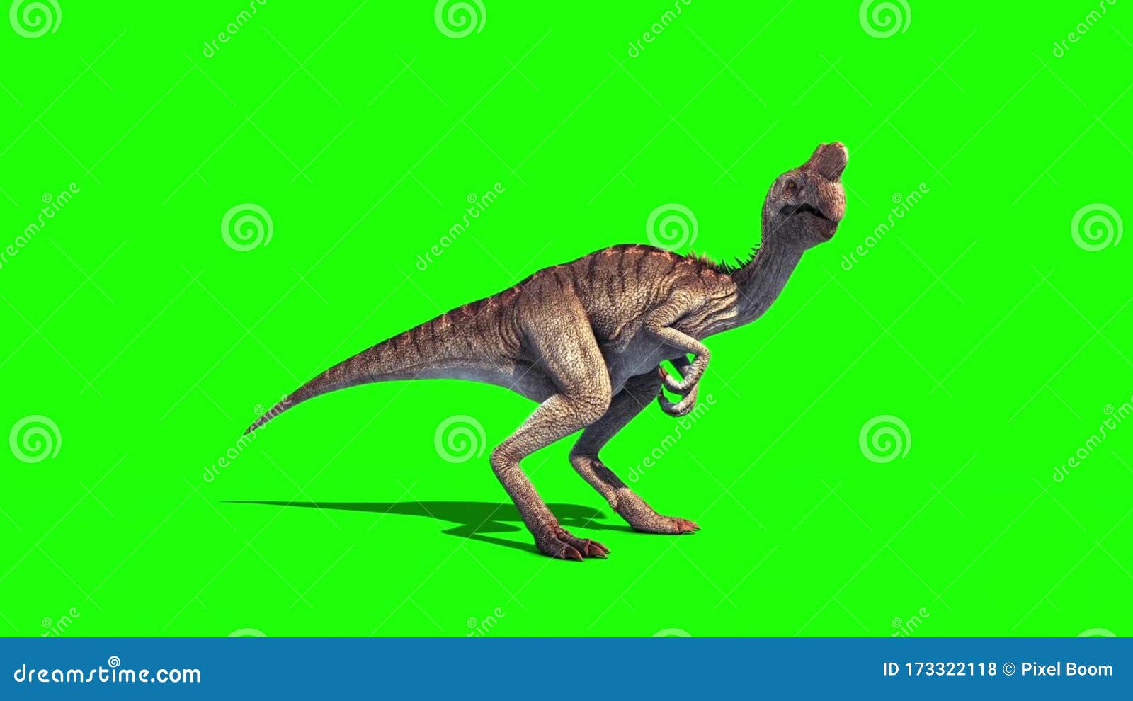 Oviraptor Dinosaurs Run Cycle Green Scre, Stock Video