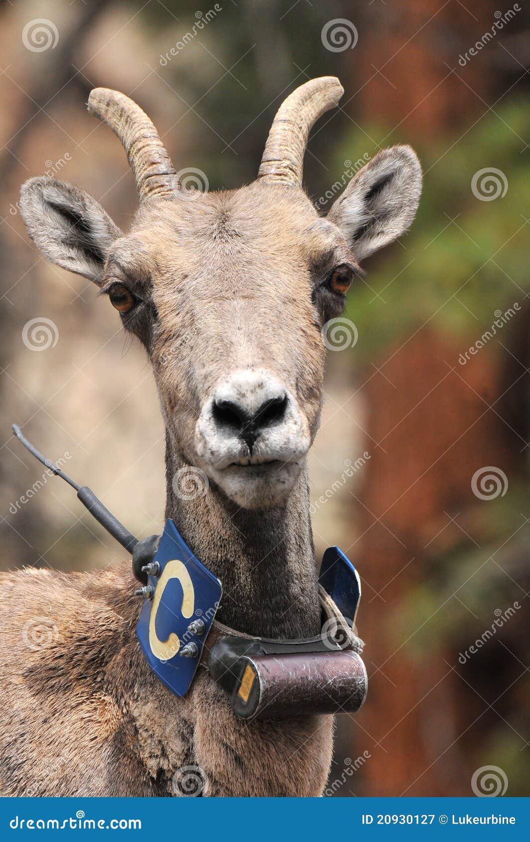 Ovis Canadensis Wearing Radio Collar Stock Image Image of curved