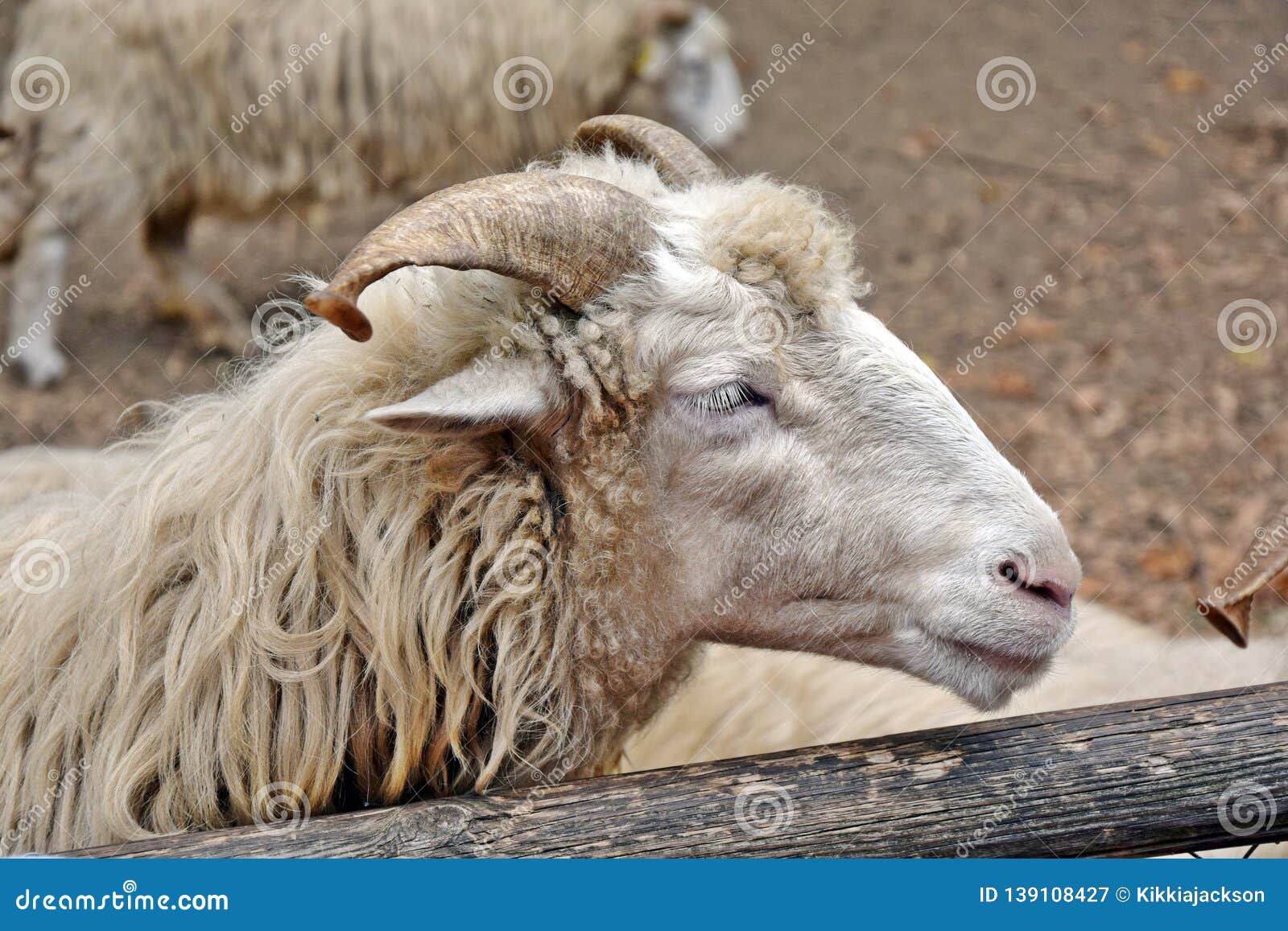 Ovis Sries Sheep Detail Portrait Domestic Stock Photo Stock Image