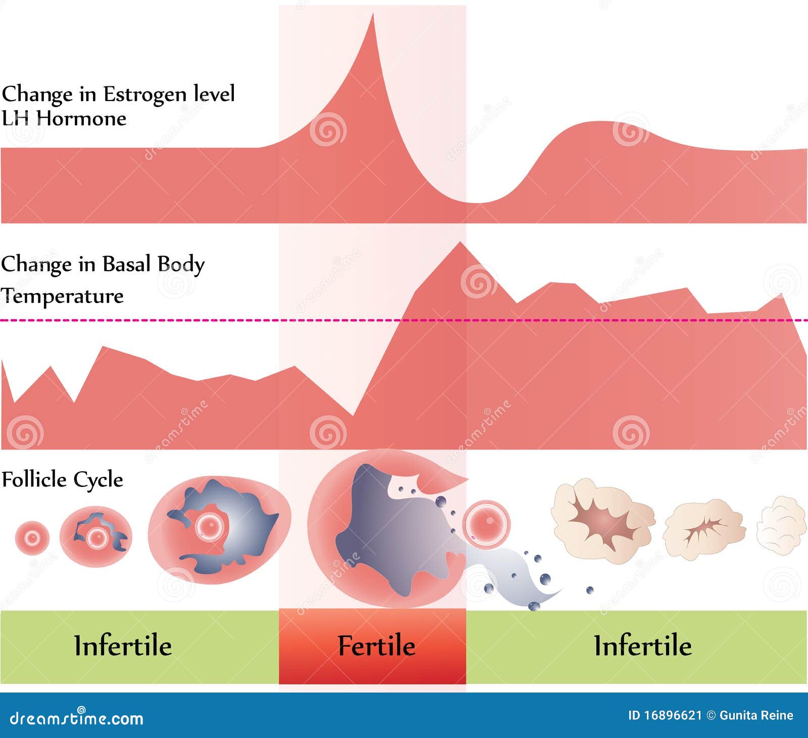 Ovulation Chart Image