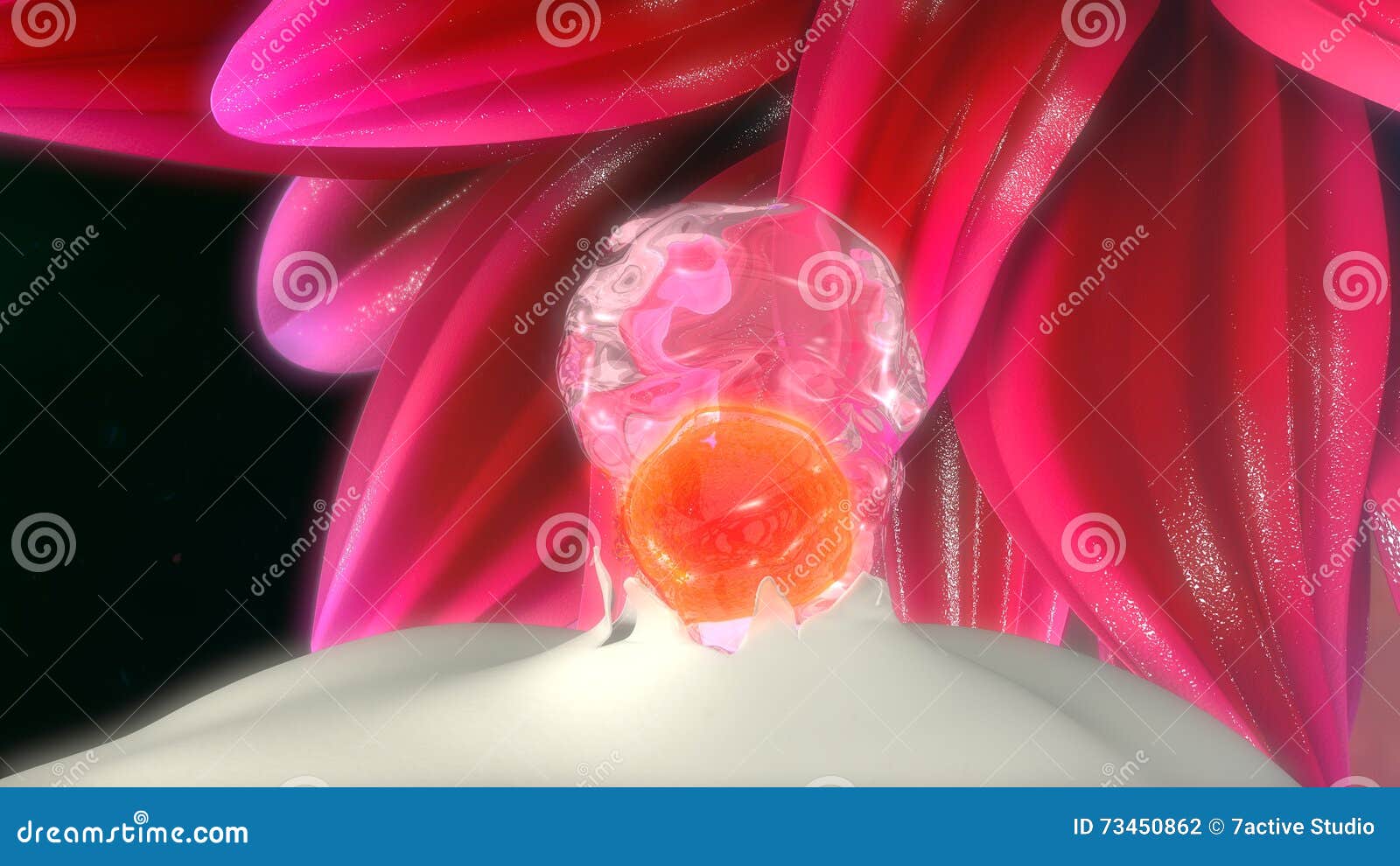 Ovulation stock illustration. Illustration of fertility - 73450862