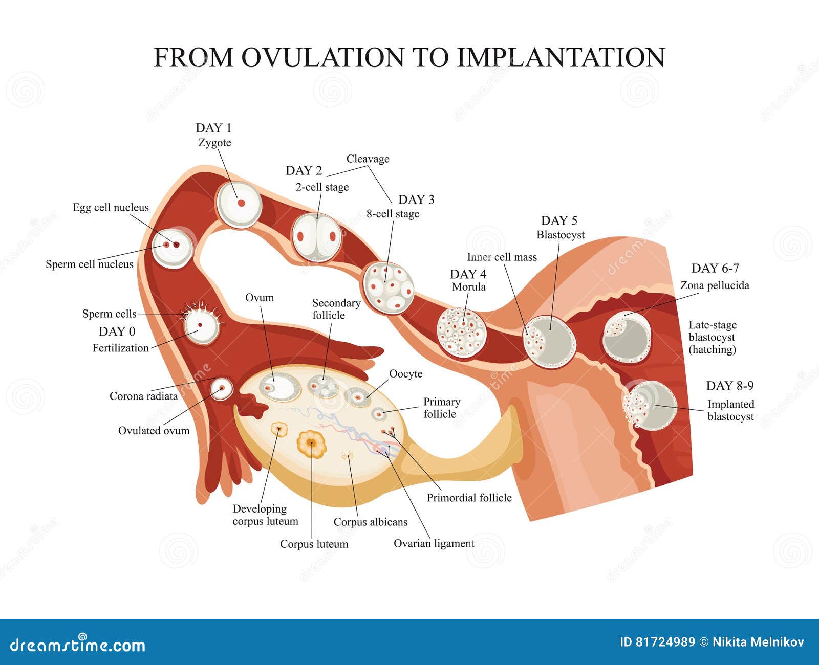 ovulation fertilization and implantation