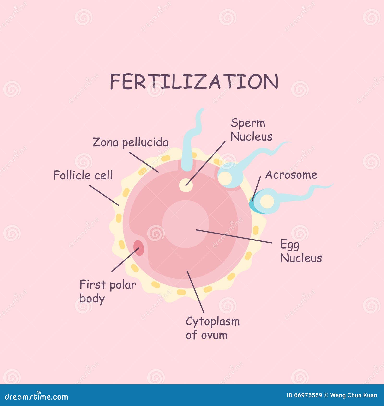 Ovum And Sperm Fertilization  Process  Stock Vector 