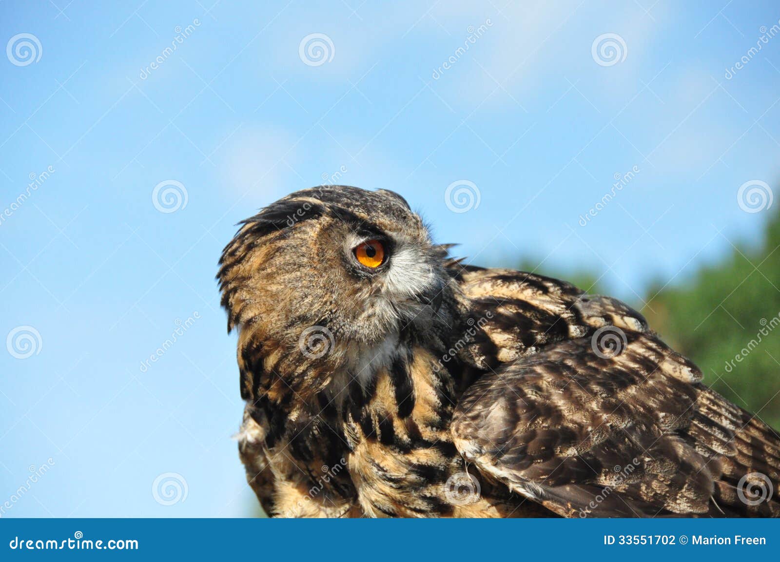 owl in avifauna