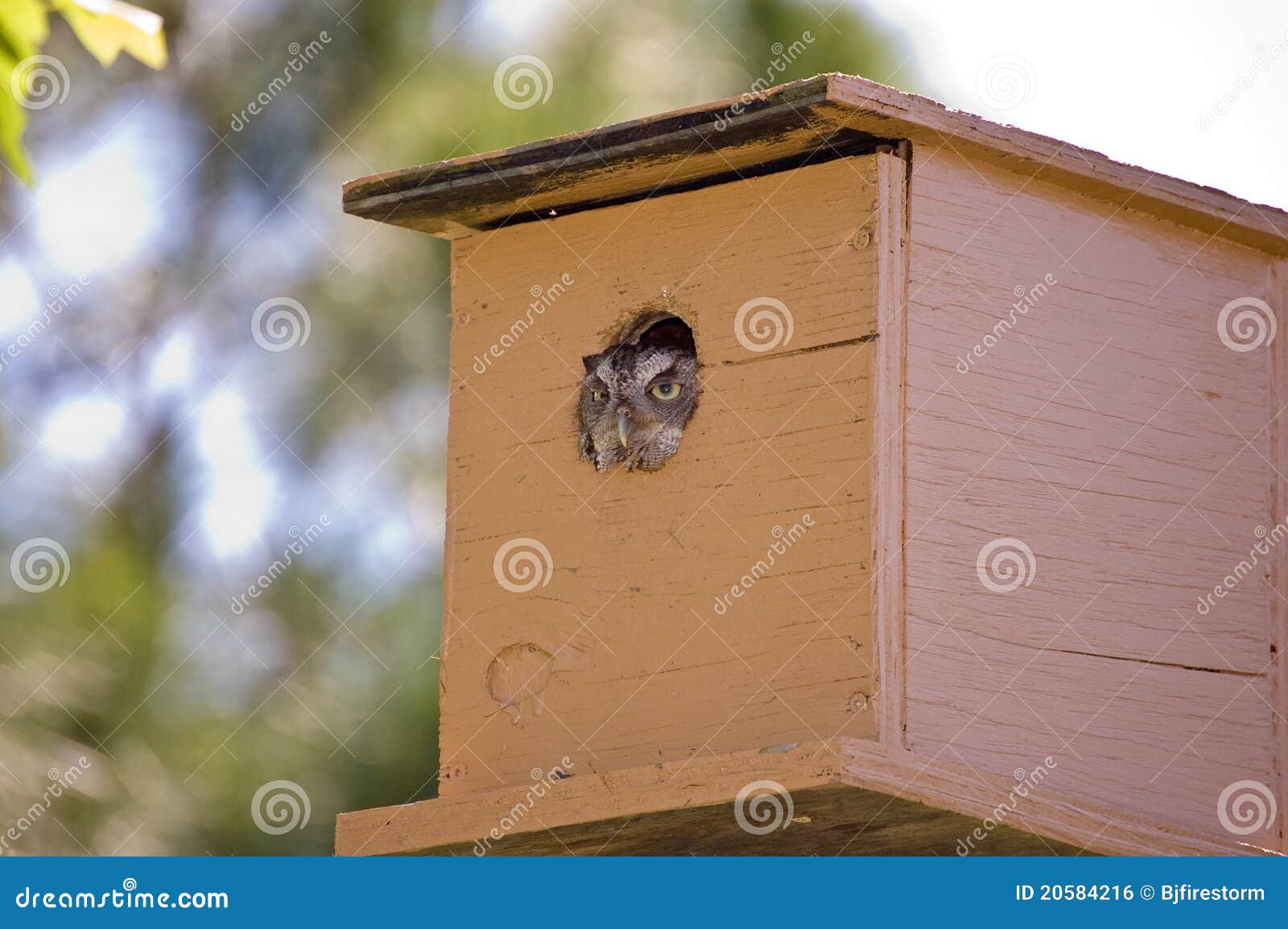 Owl in birdhouse. stock photo. Image of brown, wood, birdhouse 20584216