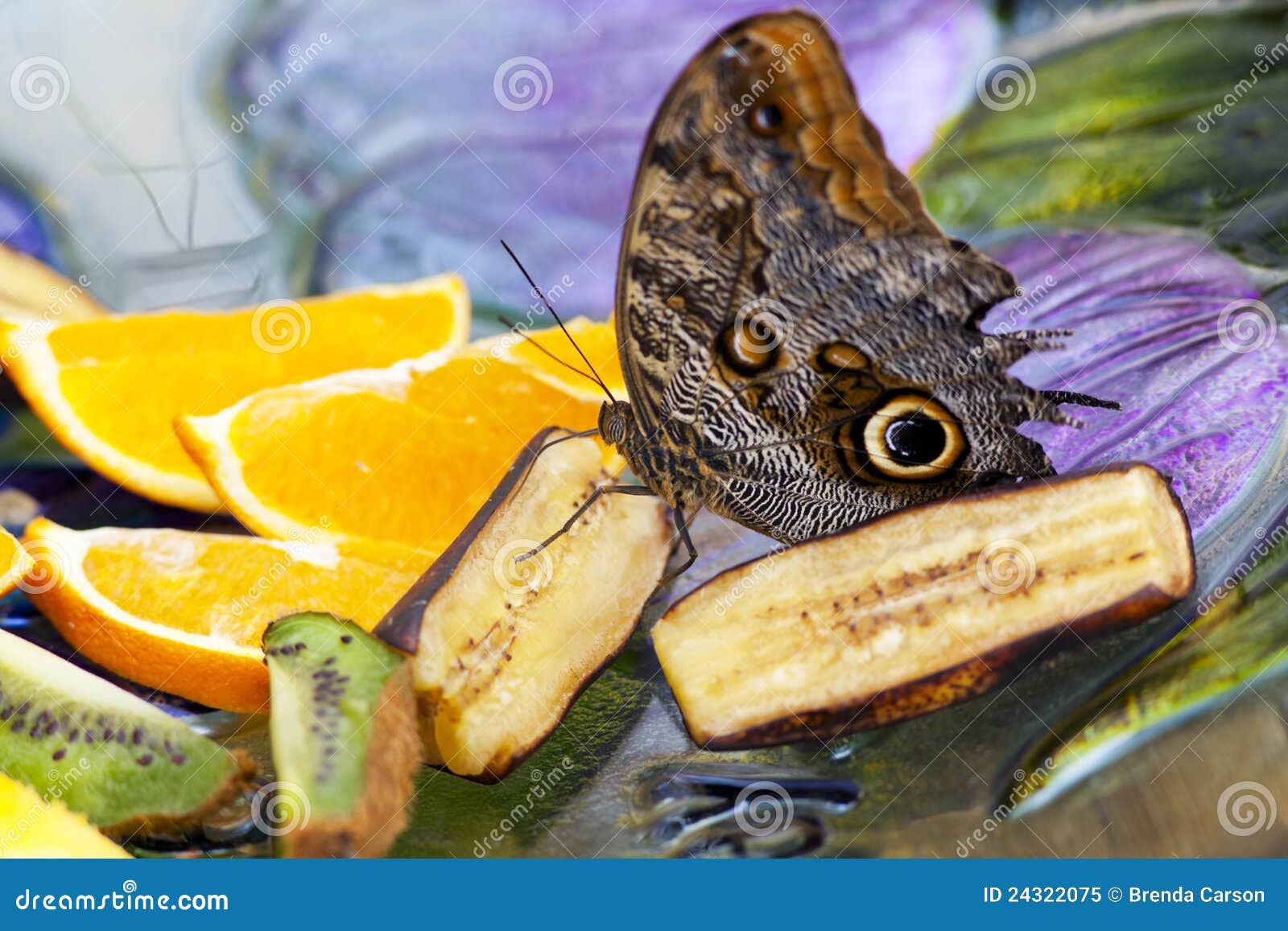 Owl Butterfly Feeding stock image. Image of memnon, wildlife 24322075