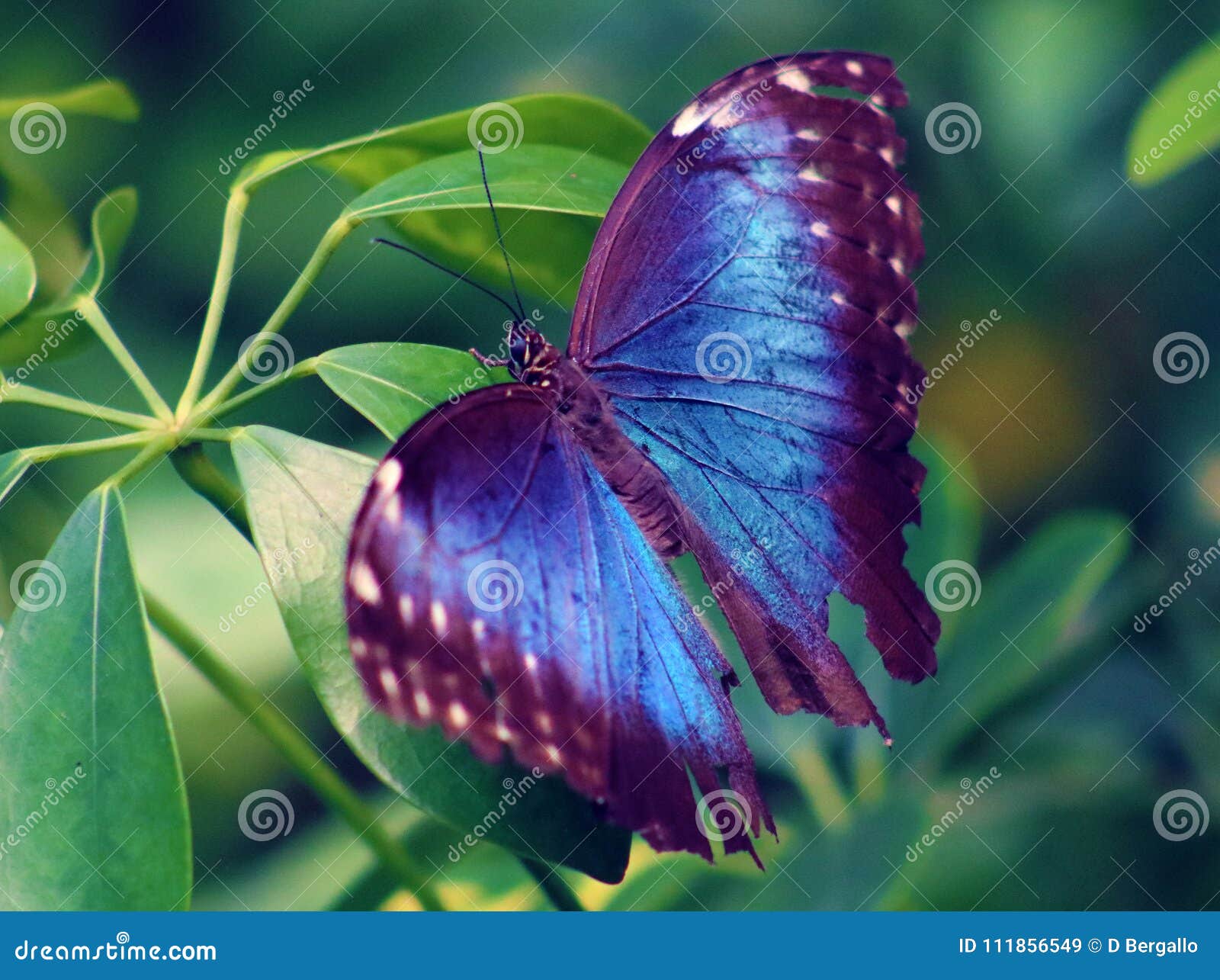 the owl butterfly purple in costa rica mariposa violet