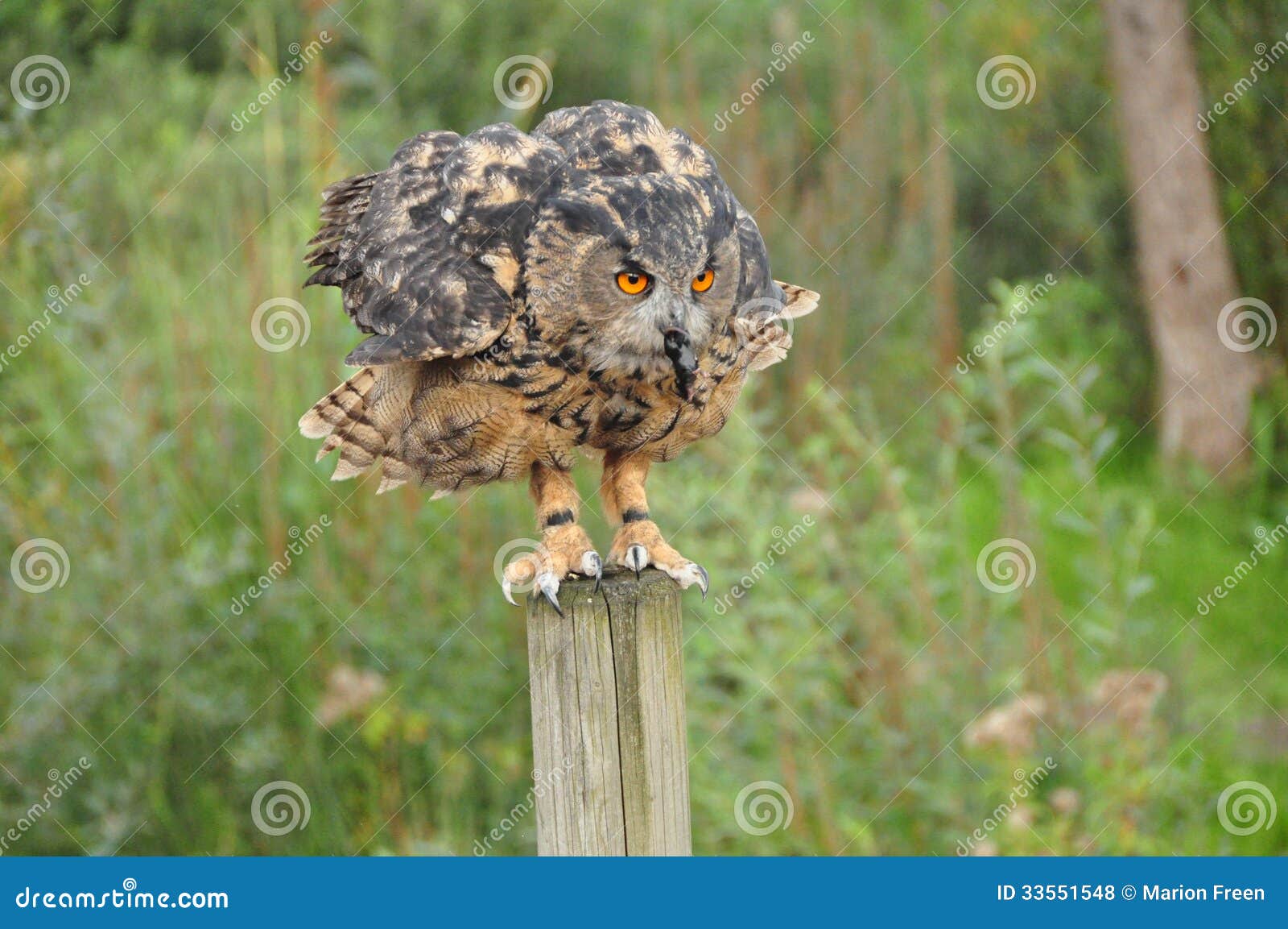 owl eating a mouse