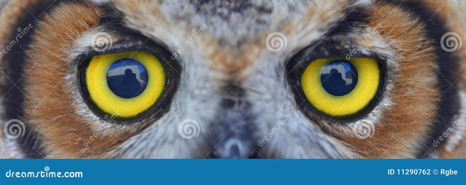 owl eye