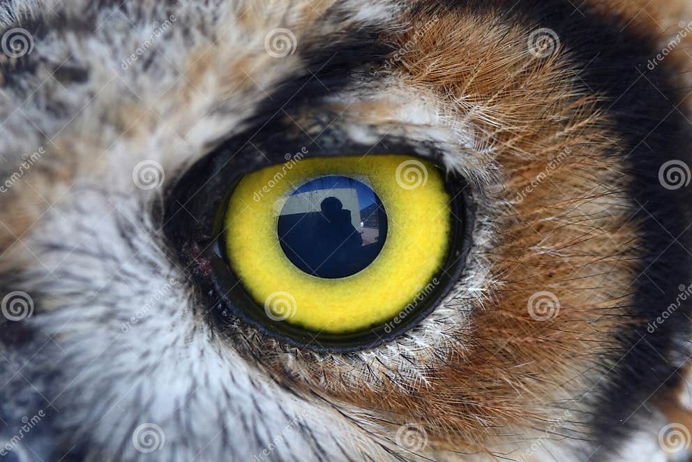 Owl eye stock photo. Image of wild, portrait, wildlife 5618602