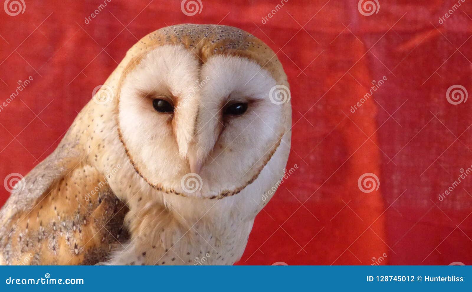 Owl Face Closeup Sunset Soft-helles Tierschutz-Lebensraum-Rot. Owl Face Closeup Sunset Soft-heller Tierschutz-Lebensraum-roter Stoff-Hintergrund