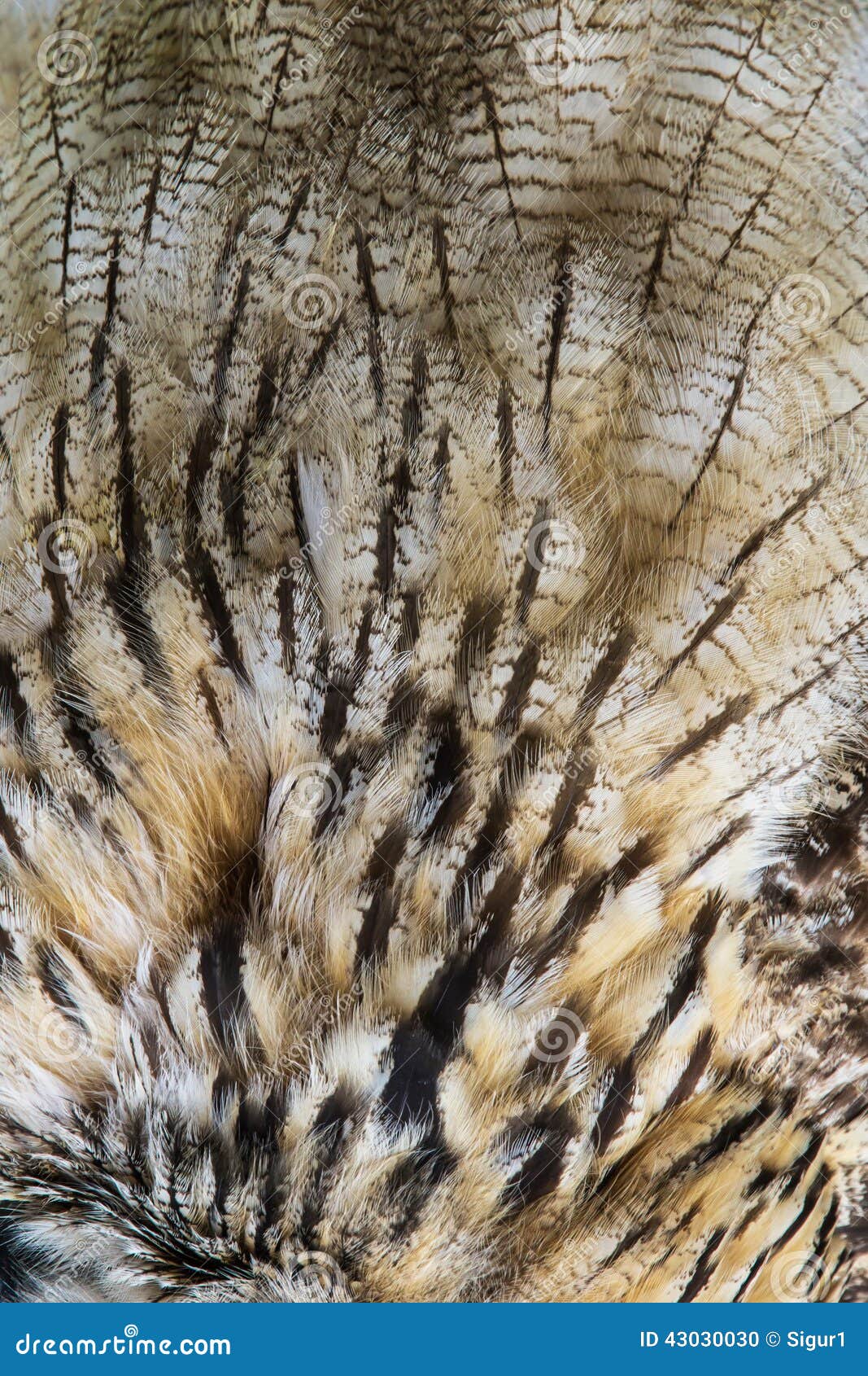 Owl Feathers Texture. Background or natural texture of plumage Owl ocher