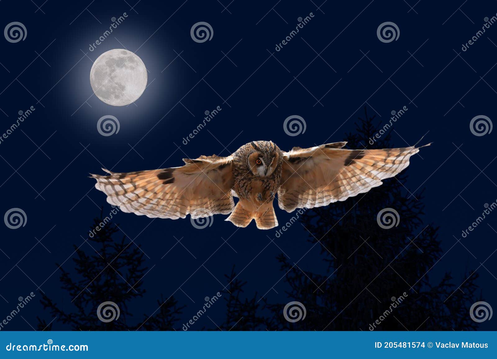 owl in flight. long-eared owl, asio otus, landing with widely spread wings in moonlight. hunting predator in night forest.